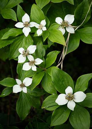 Bunchberry_002_J1F0032
