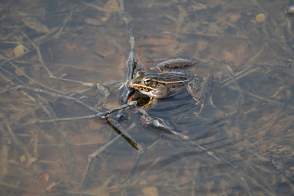 Coastal Leopard Frog_001_J1F3865