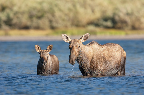 Moose Cow & Calf_JF04373