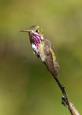 Calliope Hummingbird_Male_JF03707