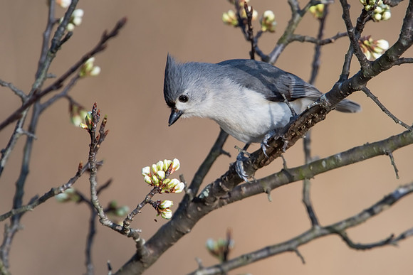 Tufted Titmouse_JF97177