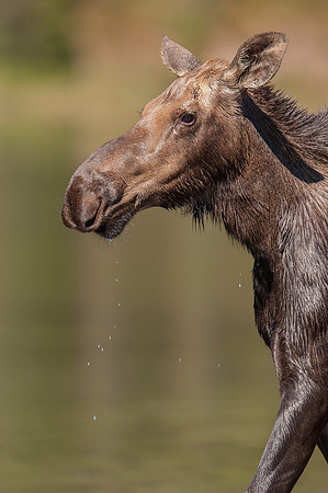 Moose_Female_JF04633