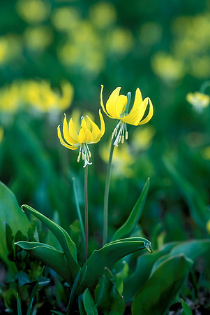 Glacier Lily