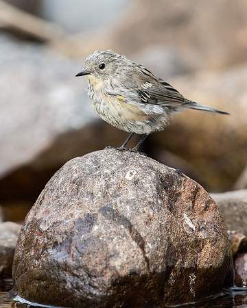 Yellow-rumped Warbler Chick_JF00905