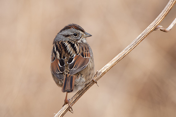 Swamp Sparrow_001_JF0736