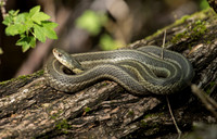Garter Snake_JF03779