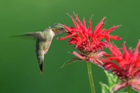 Ruby-throated Hummingbird, Male JF95387