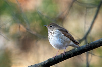 Hermit Thrush_002_JFF2160